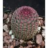 Echinocereus A-P